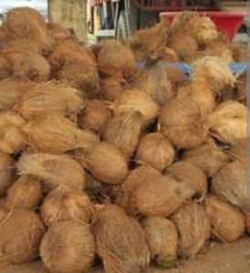 Semi Husked Coconuts