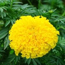 Yellow Marigold Flower