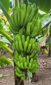 Fresh Banana Fruit