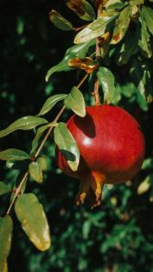 Fresh pomegranate