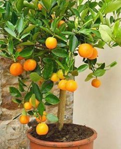 Orange Plants