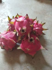 Dragon fruit