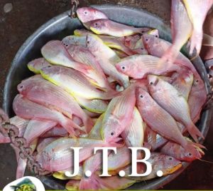 japanese threadfin bream