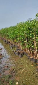 Mango Plants