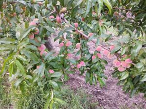 Apple Fruit