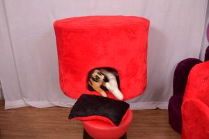 Big Fabric Puppy House