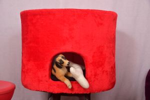 Big Fabric Puppy House
