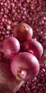 Fresh Red Onion