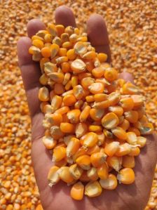 Yellow Maize Seeds