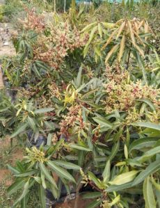 mango tree plants