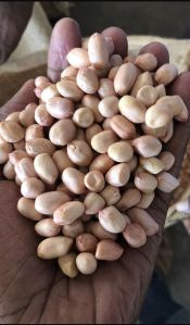 Ground nuts seeds