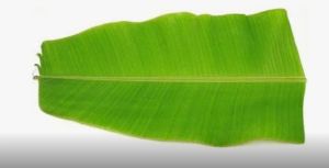 Banana Leaves