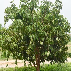 mango tree plants