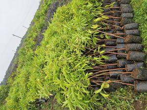 Mango Plant