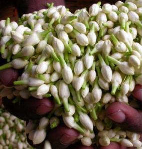 Madurai Jasmine Flower