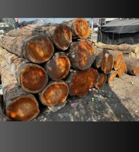 Eucalyptus Wood Logs