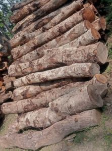 Jamun Wood Logs