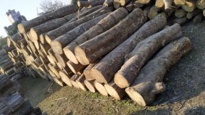 KANJU WOOD LOGS