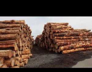 Pinewood Logs