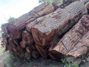 SAIN WOOD LOGS