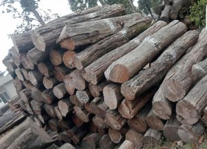 Sheesham Wood Logs