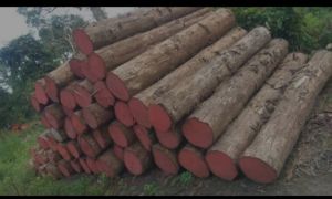 Teak Wood Logs