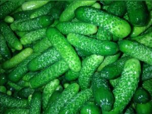 Fresh Gherkins