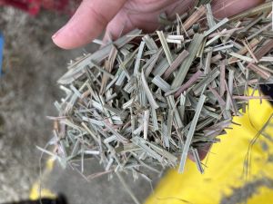 Lemongrass Dry Leaves