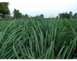 Lemongrass fresh leaves