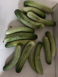 Chitra Cucumber