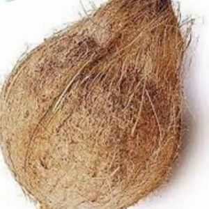 Coconut