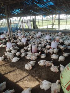 Poultry Farming