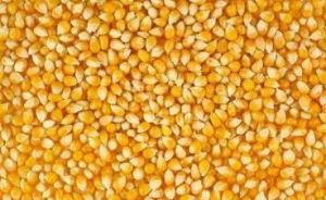 Yellow Maize Seeds