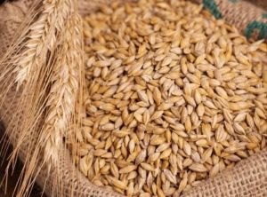 Barley Seeds