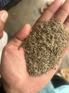 Cumin Seeds