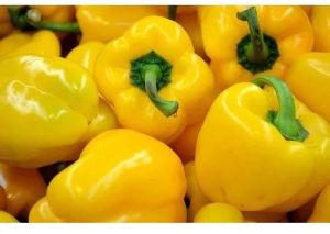 Natural Yellow Capsicum