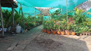 mango tree plants