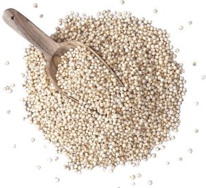 Sorghum Seed