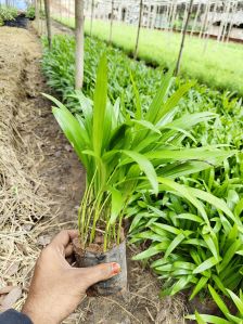 Garden Plant