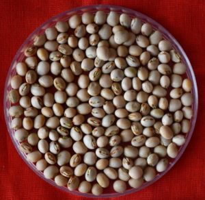 Pigeon Peas