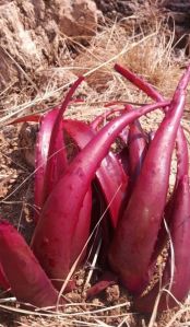 Red Aloe Vera