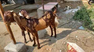 Sirohi Female Goat