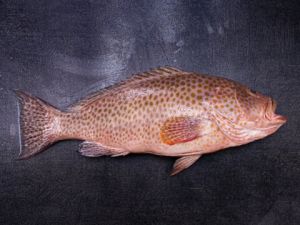 Grouper Fish