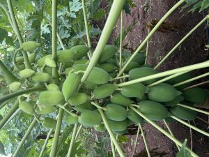 Organic Papaya