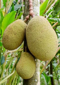 Jackfruit