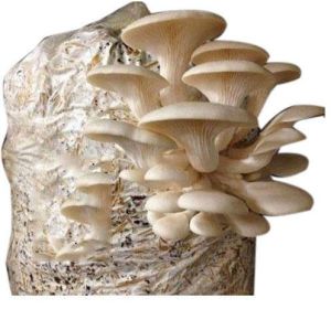 Natural Oyster Mushroom