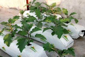 Coir Pith Grow Bags