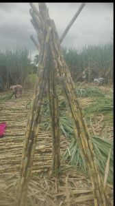 Sugarcane