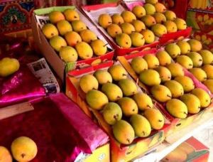 organic farm grown alphonso mangoes