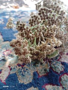 Achillea Millefolium